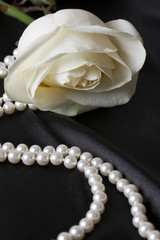 smooth black satin and white rose, beautiful white flower