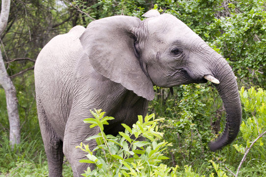 Fototapeta Young Elephant Mock Charging on safari in south africa.
