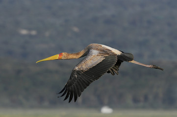 Yellow-billed Stork, Mycteria ibis
