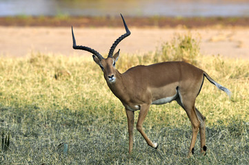 Black-faced impala male