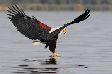 African fish eagle (Haliaeetus vociferoides)