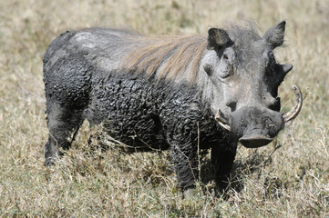 The Warthog (Phacochoerus africanus)