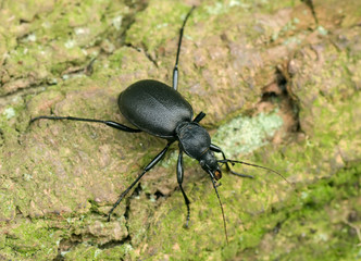 Cychrus caraboides - Draufsicht