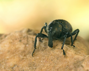 Dunkelbrauner Rüssler