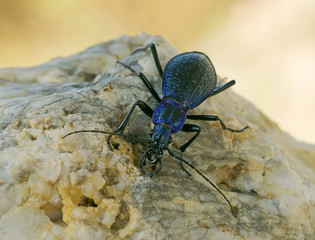 Carabus intricatus