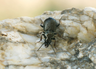 Pterostichus oblongopunctatus