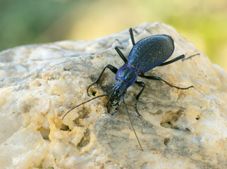 Blauer Laufkäfer auf Stein