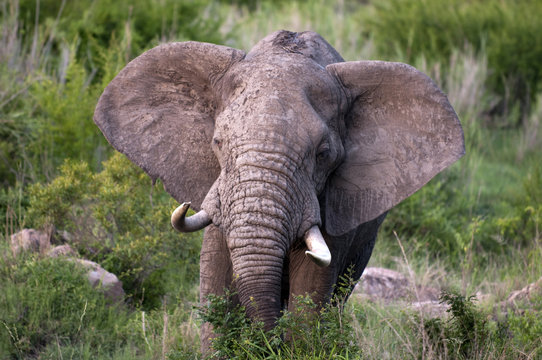 Male Elephant in Kruger Park