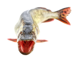 pike