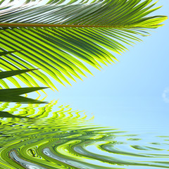 reflets de palme horizontale