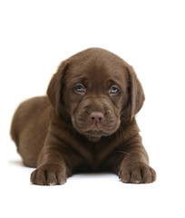 Chocolate puppy.