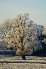 tree covered with white snow in meadow