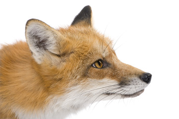 Red fox (4 years)- Vulpes vulpes