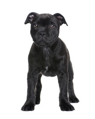 puppy Staffordshire Bull Terrier (2 months)