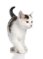 Fototapeta na wymiar kitten European Shorthair cat (2 months)