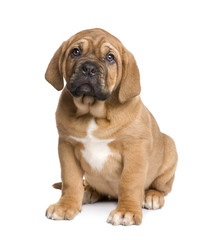 Dogue de Bordeaux puppy (2 months)