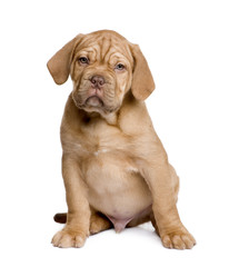 Dogue de Bordeaux puppy (2 months)