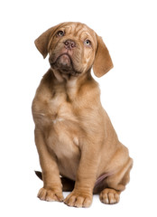Dogue de Bordeaux puppy (2 months)