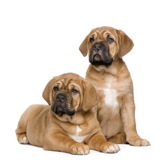 Obraz premium Dogue de Bordeaux puppy (2 months)