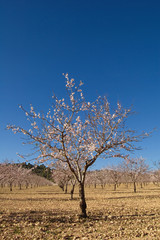 Almond trees flowering