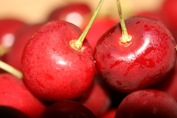 アメリカンチェリー