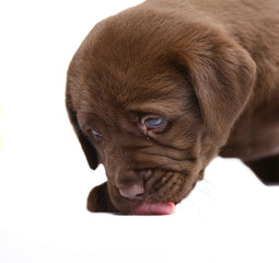 A licking lips puppy.