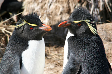 GORFOU SAUTEUR (Falkland/Malouines)