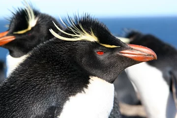 Papier Peint photo Pingouin Manchot gorfou sauteur (Rockhopper) Malouines-Falkland