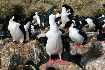 Cormoran royal (Malouines/Falkland)