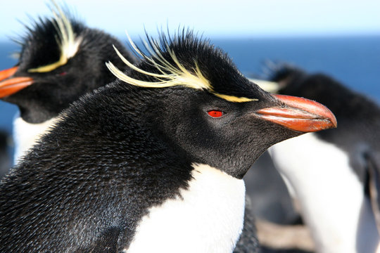 Manchot gorfou sauteur (Rockhopper) Malouines-Falkland
