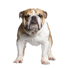 Fototapeta premium english Bulldog (3 years)