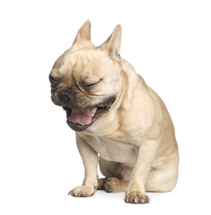 Fototapeta premium French Bulldog
