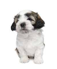 Shih Tzu puppy (7 wweks)