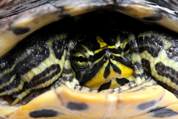 Turtle facing the camera - Acanthochelys