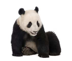 Papier Peint photo autocollant Panda Panda géant (18 mois) - Ailuropoda melanoleuca