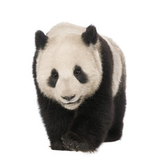 Giant Panda (18 months) - Ailuropoda melanoleuca