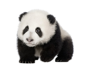 Obraz premium Giant Panda (4 miesiące) - Ailuropoda melanoleuca