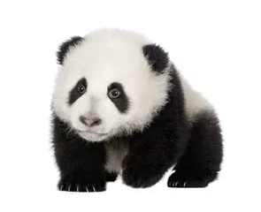 Tableaux sur verre Panda Panda géant (4 mois) - Ailuropoda melanoleuca
