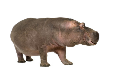 Hippopotamus - Hippopotamus amphibius ( 30 years)