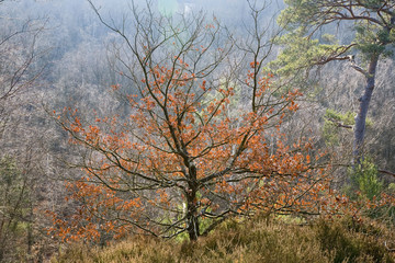 Fototapeta premium france; île de france; forêt de rambouillet : hêtre en hiver
