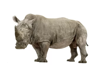 Zelfklevend Fotobehang White Rhinoceros - Ceratotherium simum ( +/- 10 years) © Eric Isselée