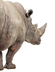 White Rhinoceros - Ceratotherium simum ( +/- 10 years)