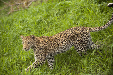 Leopard in tall grass