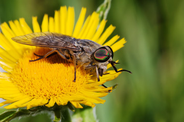 gadfly on dandelion