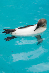 Schwimmender Pinguin
