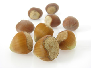 ungeöffnete Haselnüsse/uncracked hazelnuts