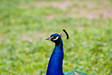 Pfau, peacock
