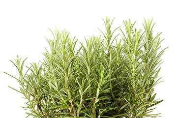 fresh rosemary