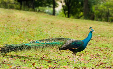 Peacock Struting Over Grassy Slope