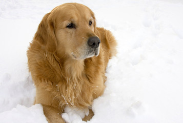 Dog sitting in the snow.